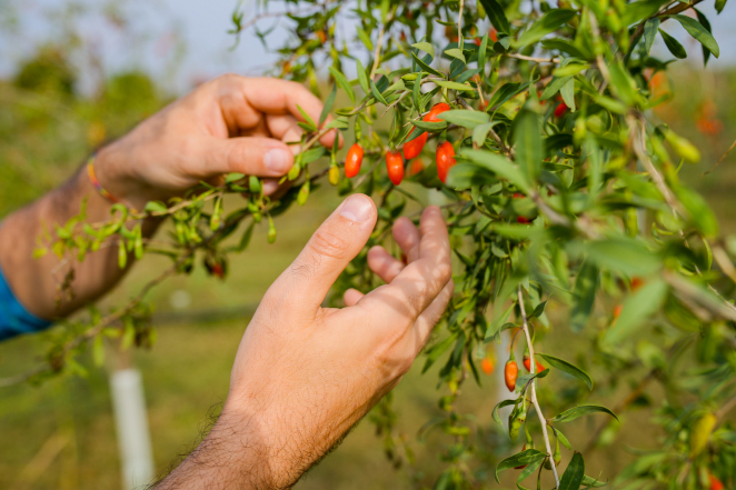 raccolta del goji - Italgoji